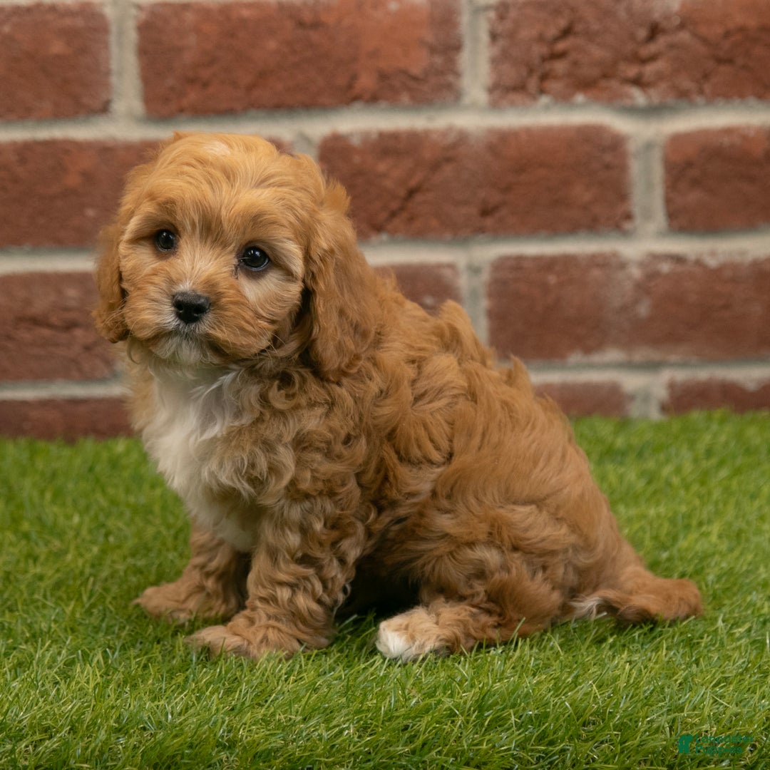 Cavapoo dogs for sale: Rusty - Ad 3