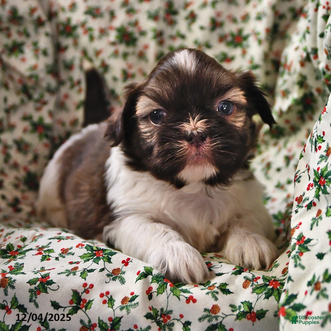 Shih Tzu dogs for sale: Mace - Ad 1