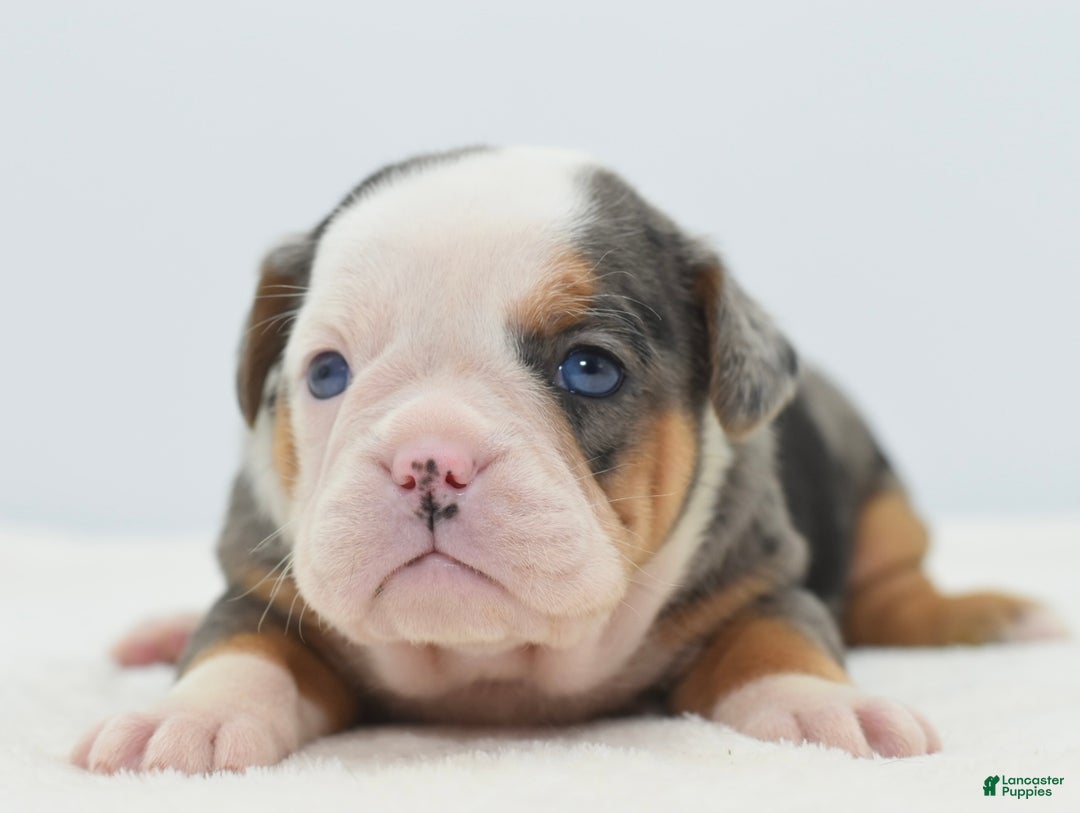 Mixed Breed dogs for sale: Rosie Merle koi pattern  - Ad 14