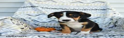 Border Collie dogs for sale: Eddie - Ad 2