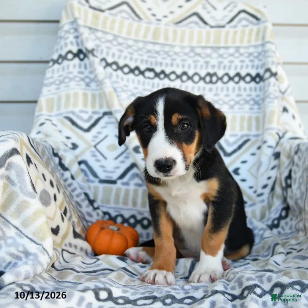 Border Collie dogs for sale: Eddie - Ad 2