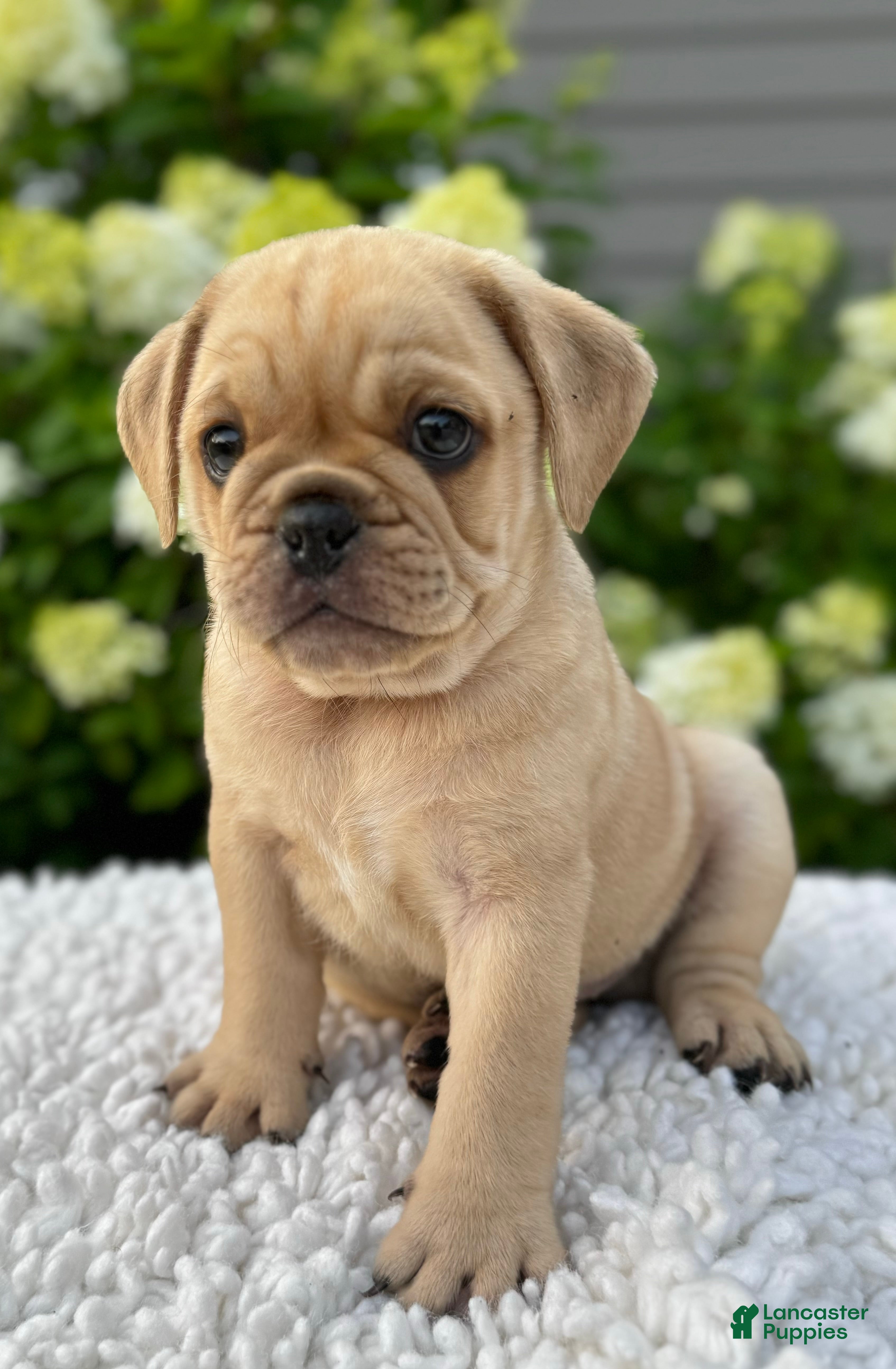 Mixed Breed dogs Gunner  - Ad 2