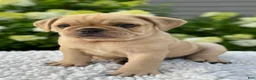 Mixed Breed dogs for sale: Gunner  - Ad 2