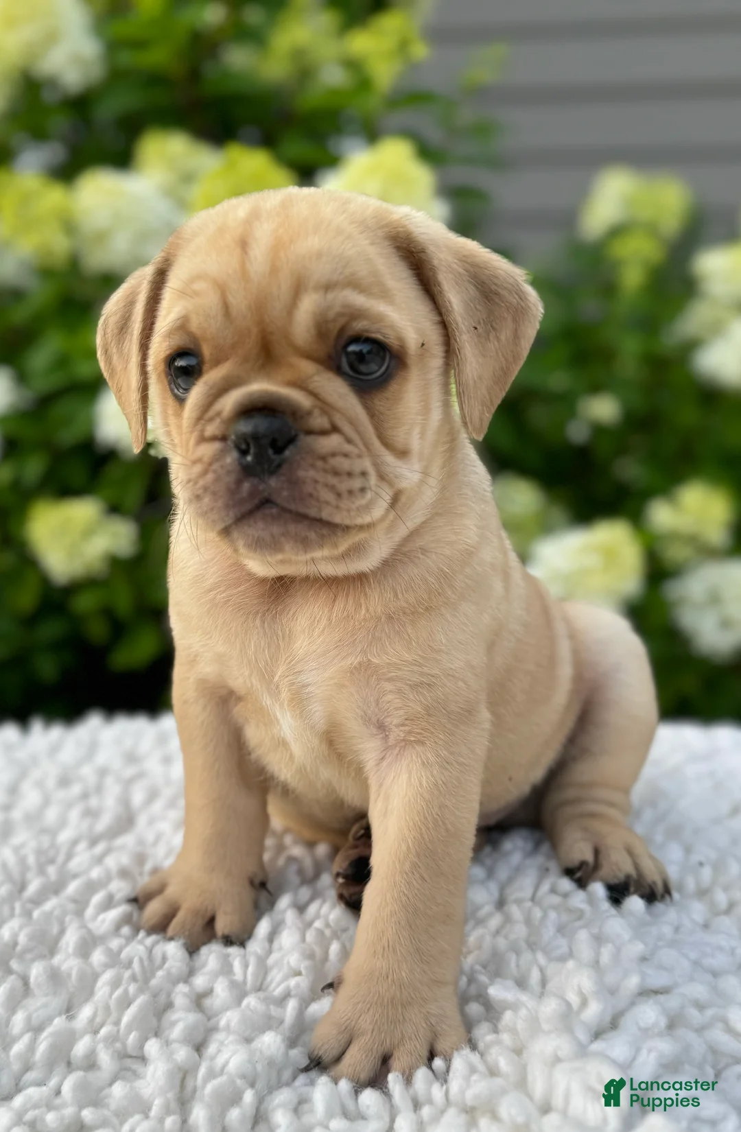 Mixed Breed dogs for sale: Gunner  - Ad 2