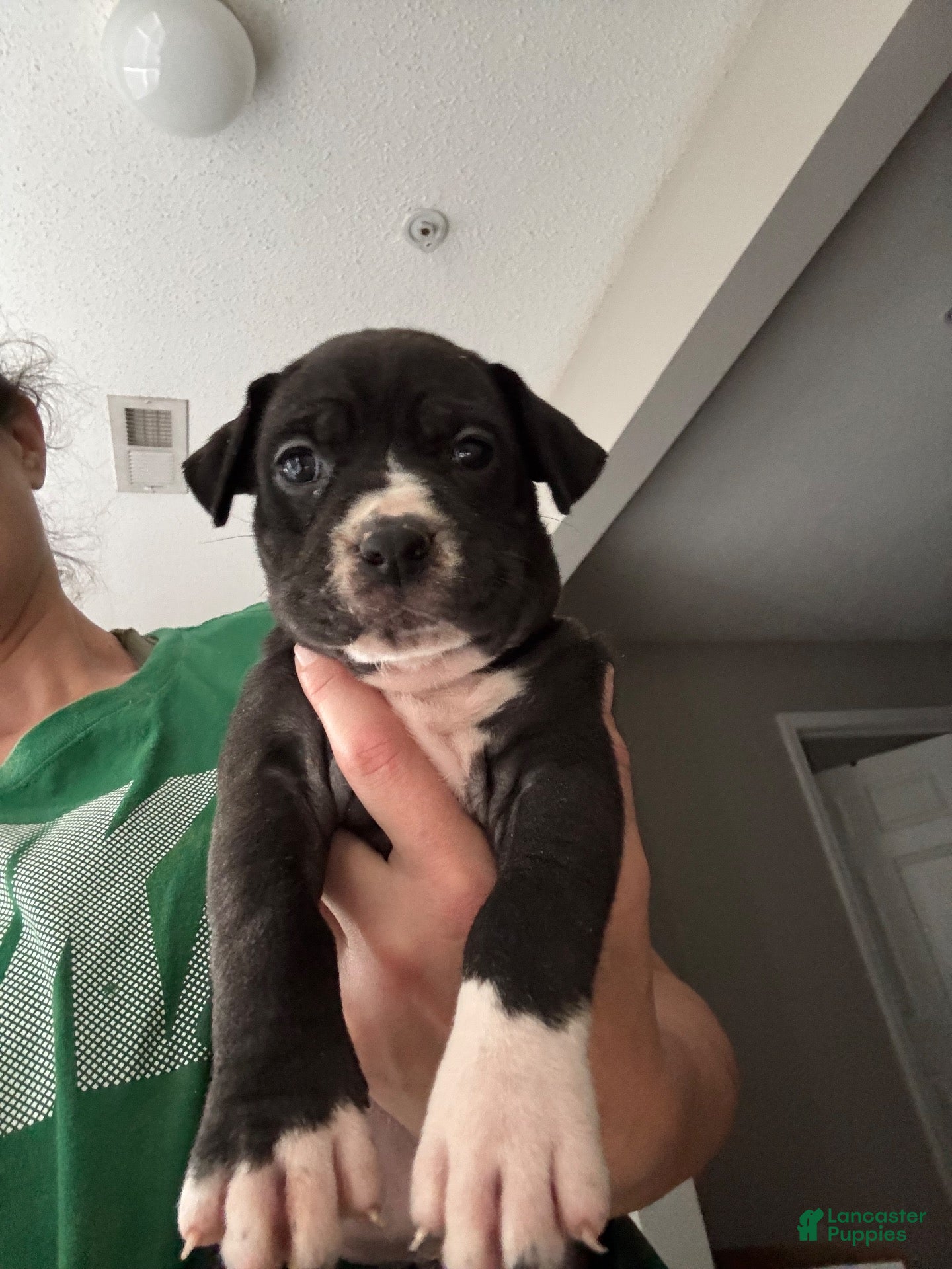 Mixed Breed dogs for sale: Mixed Breed 4 - Ad 15