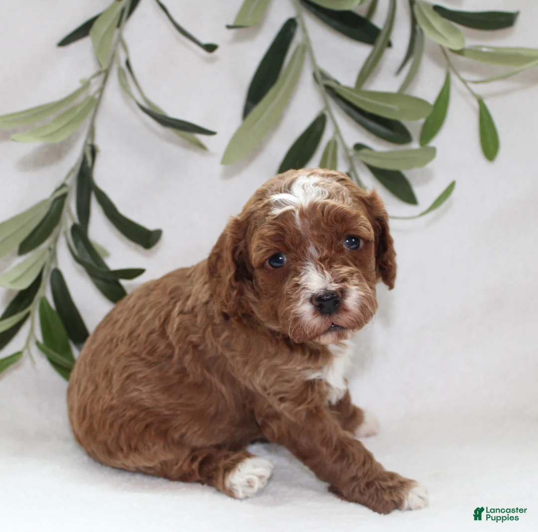 Cavapoo dogs for sale: Amber - Ad 3