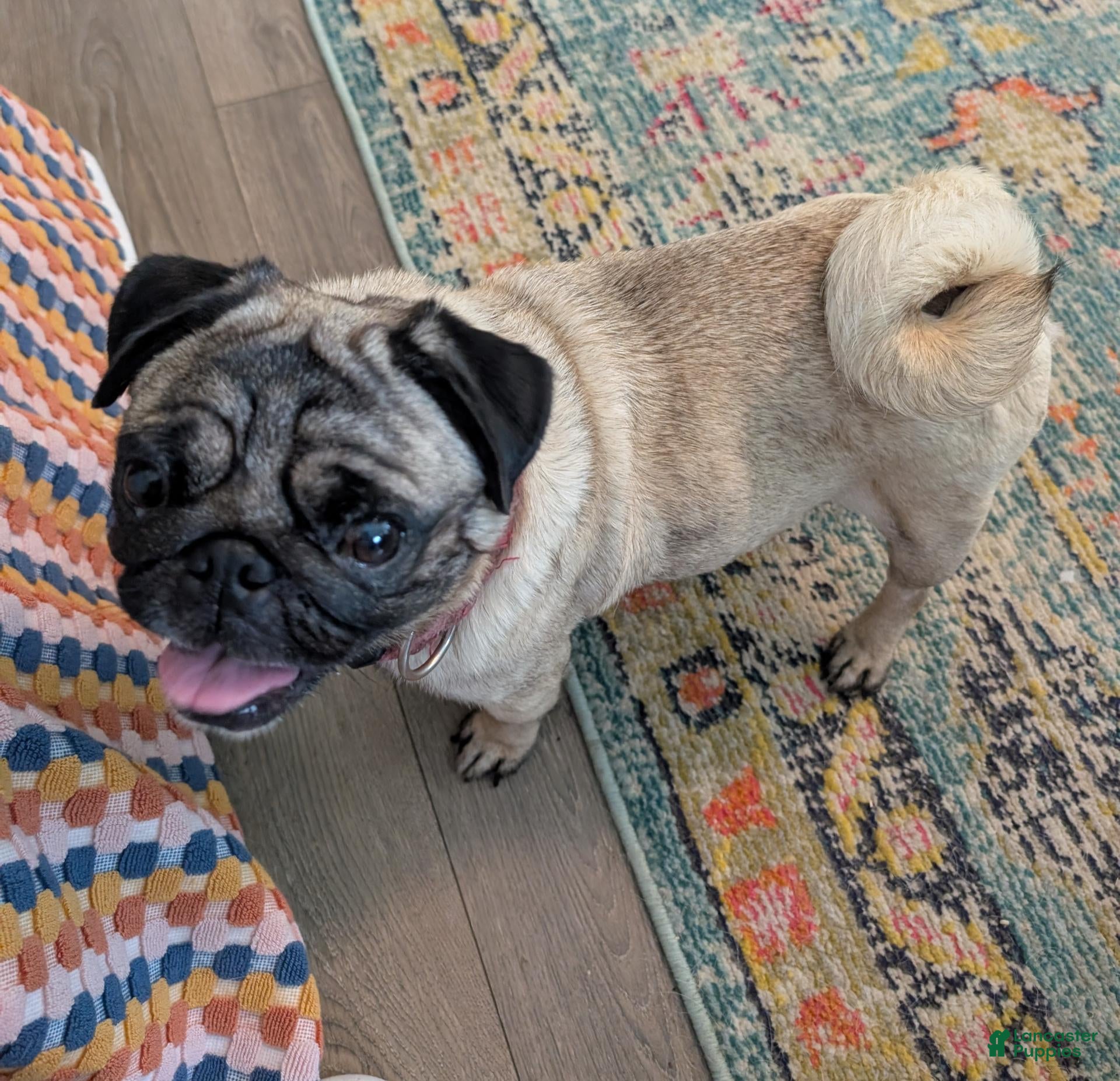 Pug dogs Pug 1 - Ad 2