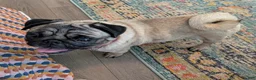 Pug dogs for sale: Pug 5 - Ad 2