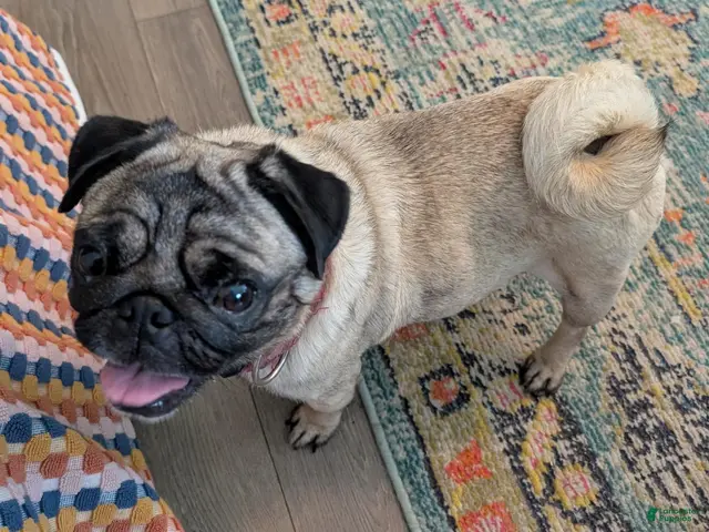 Pug dogs for sale: Pug 1 - Ad 2