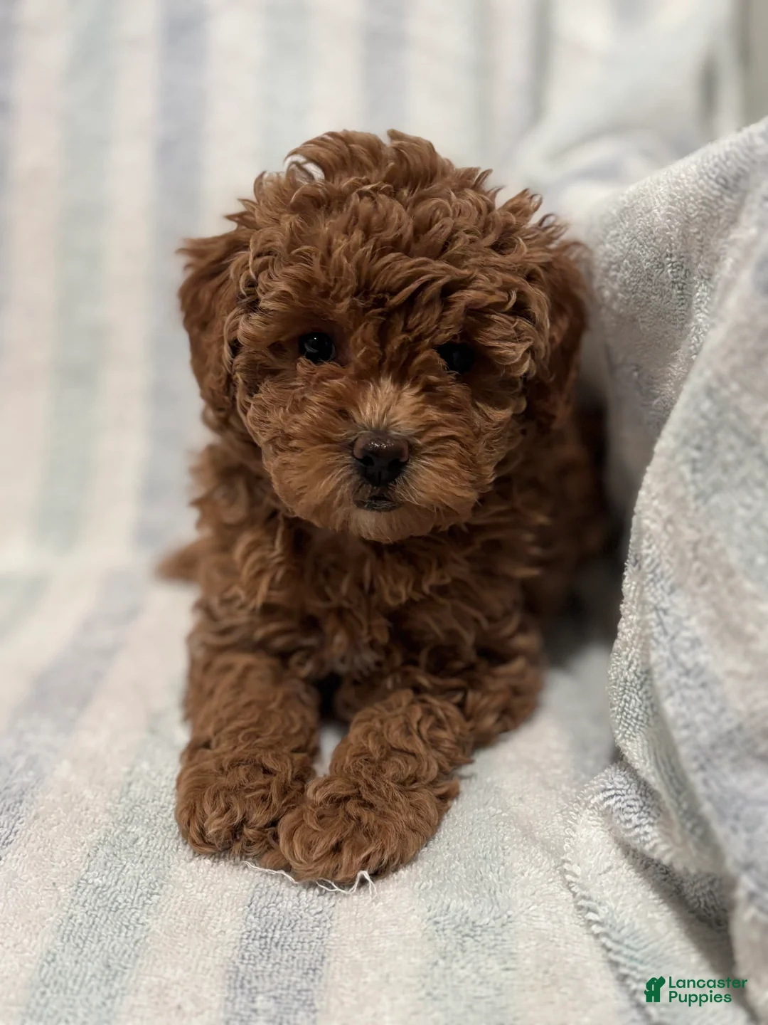 Maltipoo dogs for sale: Twix - Ad 3