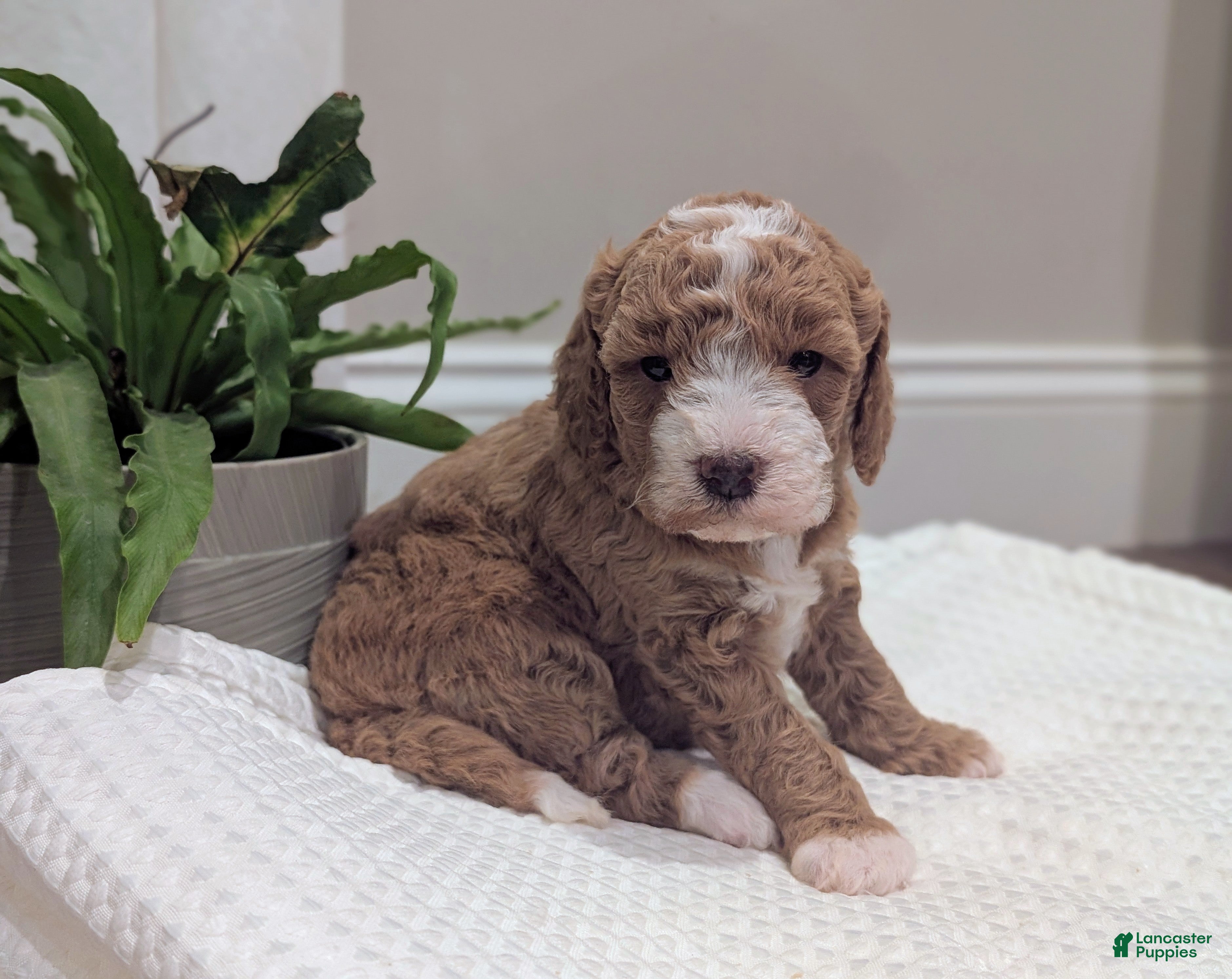 Mini Goldendoodle dogs Nicki - Ad 1