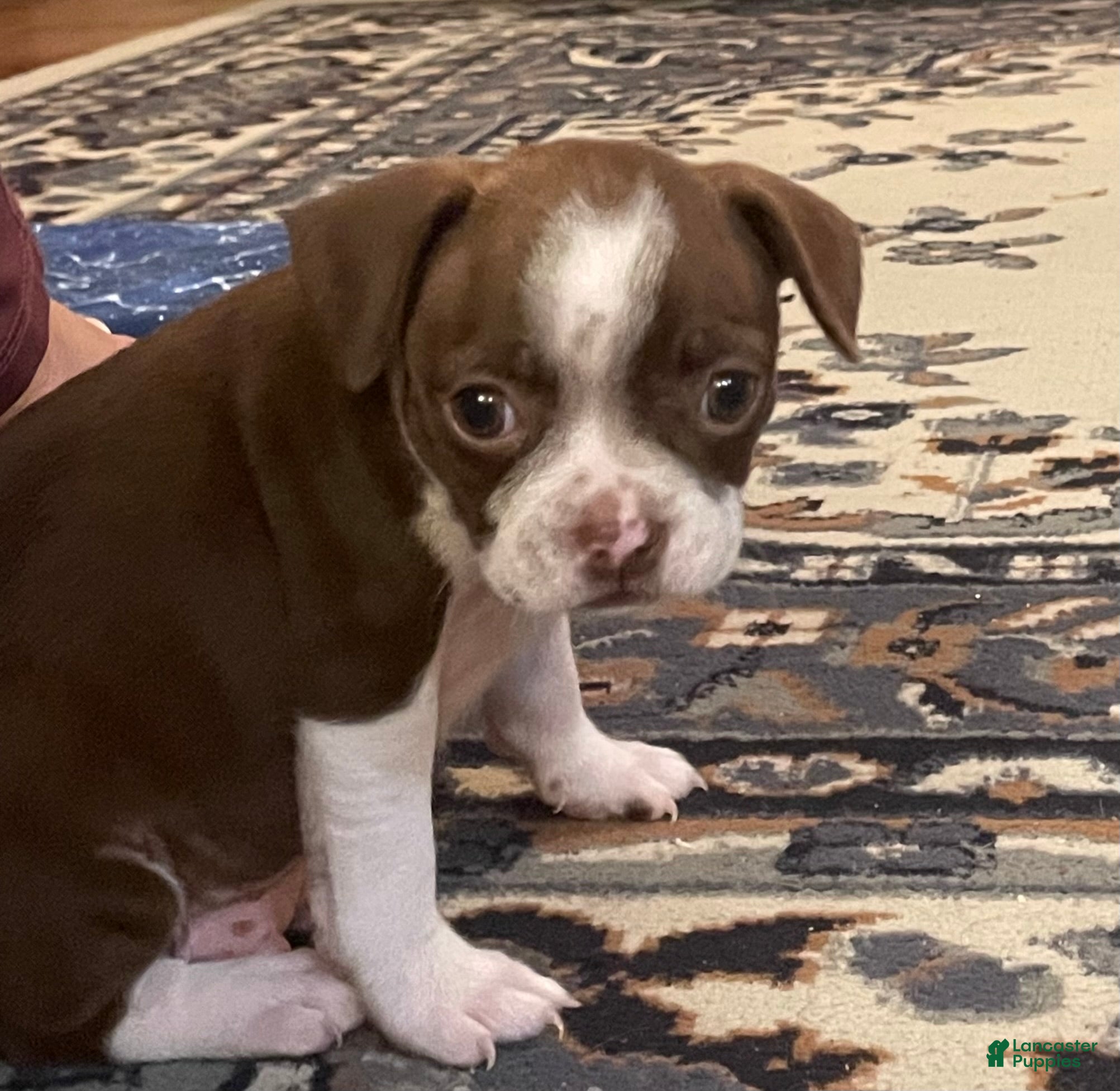 Mixed Breed dogs for sale: Mixed Breed 1 - Ad 1