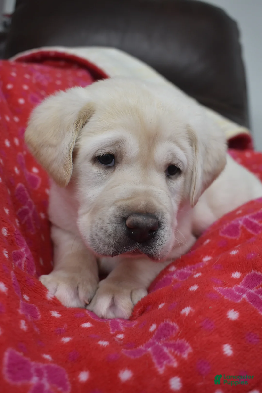 Labrador Retriever dogs for sale: Labrador Retriever Puppy 3 - Ad 2