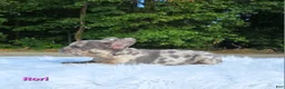 Frenchton dogs for sale: Ruri - Ad 4