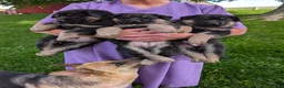 German Shepherd dogs for sale: Mason  - Ad 15