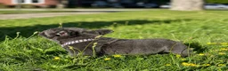 French Bulldog dogs for sale: Brisa french bulldog fluffy  - Ad 6