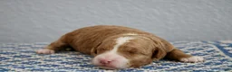 Mini Goldendoodle dogs for sale: Willow - Ad 3
