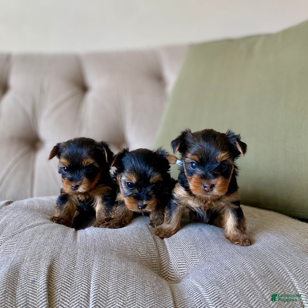 Yorkshire Terrier dogs for sale: Ivy - Ad 6