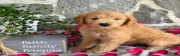 Goldendoodle dogs for sale: Nora - Ad 10