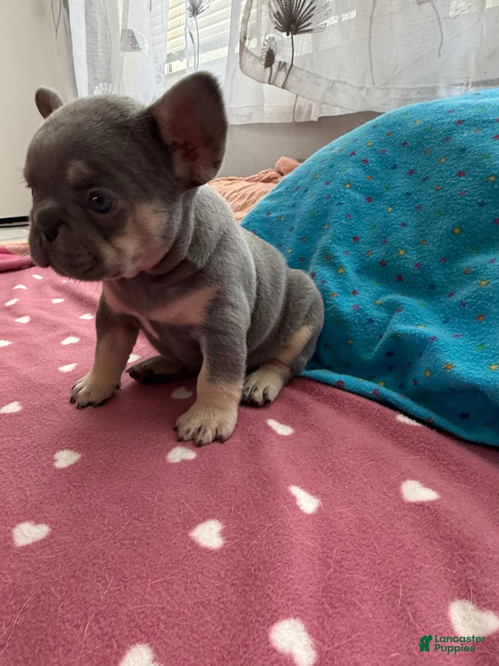 French Bulldog dogs French Bulldog 1 - Ad 34