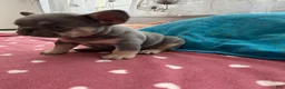 French Bulldog dogs for sale: French Bulldog 1 - Ad 1