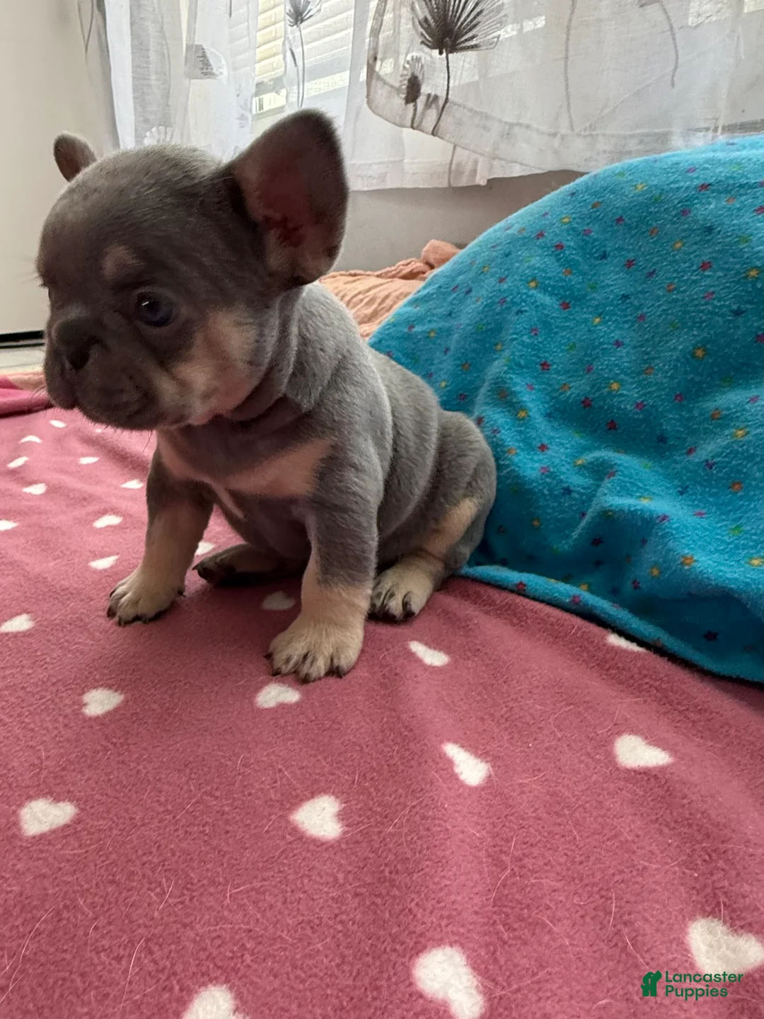 French Bulldog dogs for sale: French Bulldog 1 - Ad 1