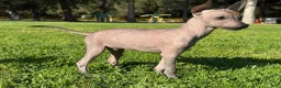Xoloitzcuintle dogs for sale: Xoloitzcuintle Puppy 1 - Ad 3