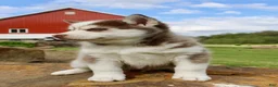 Pomsky dogs for sale: Skip - Ad 7