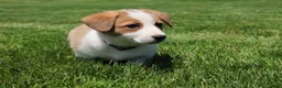Welsh Corgi Pembroke dogs for sale: Willow  - Ad 12