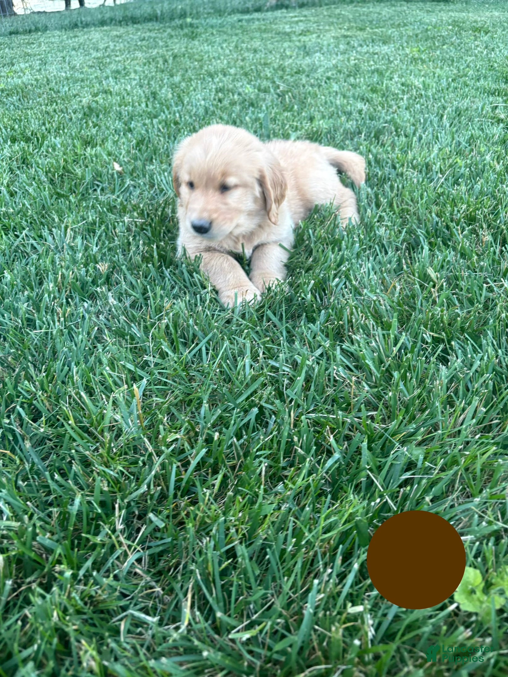 Golden Retriever dogs Brady - Ad 1