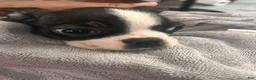 Boston Terrier dogs for sale: Boston Terrier 1 - Ad 3