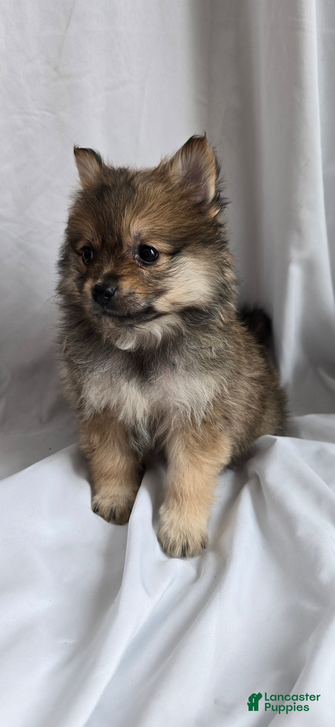 Pomapoo dogs for sale: Pomapoo Puppy 3 - Ad 3
