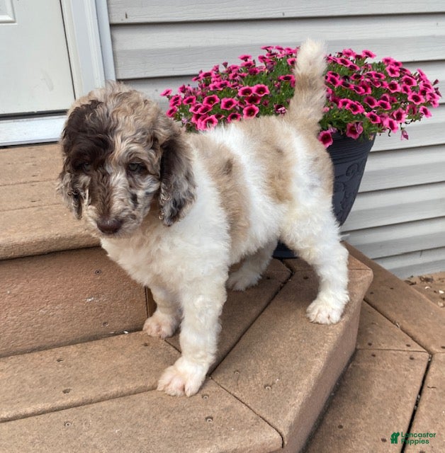 Standard Poodle dogs Tulip- genetic clear - Ad 1