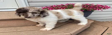 Tulip- genetic clear