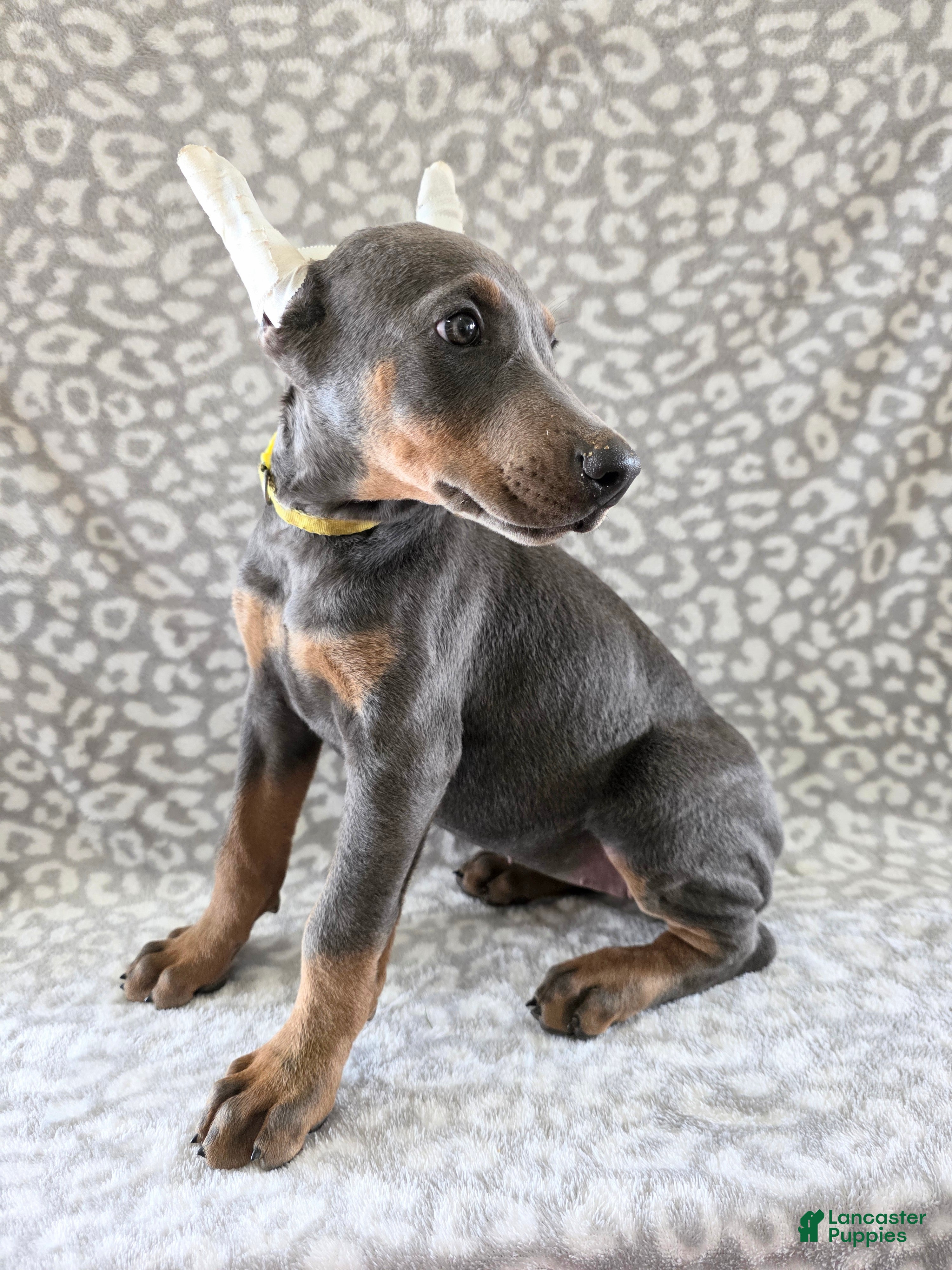 Doberman Pinscher dogs for sale: Doberman Pinscher Puppy 6 - Ad 1