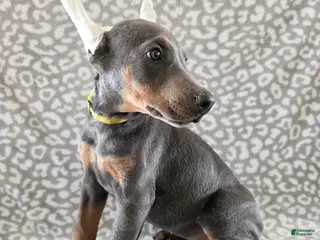 Doberman Pinscher dogs Doberman Pinscher Puppy 6 - Ad 7