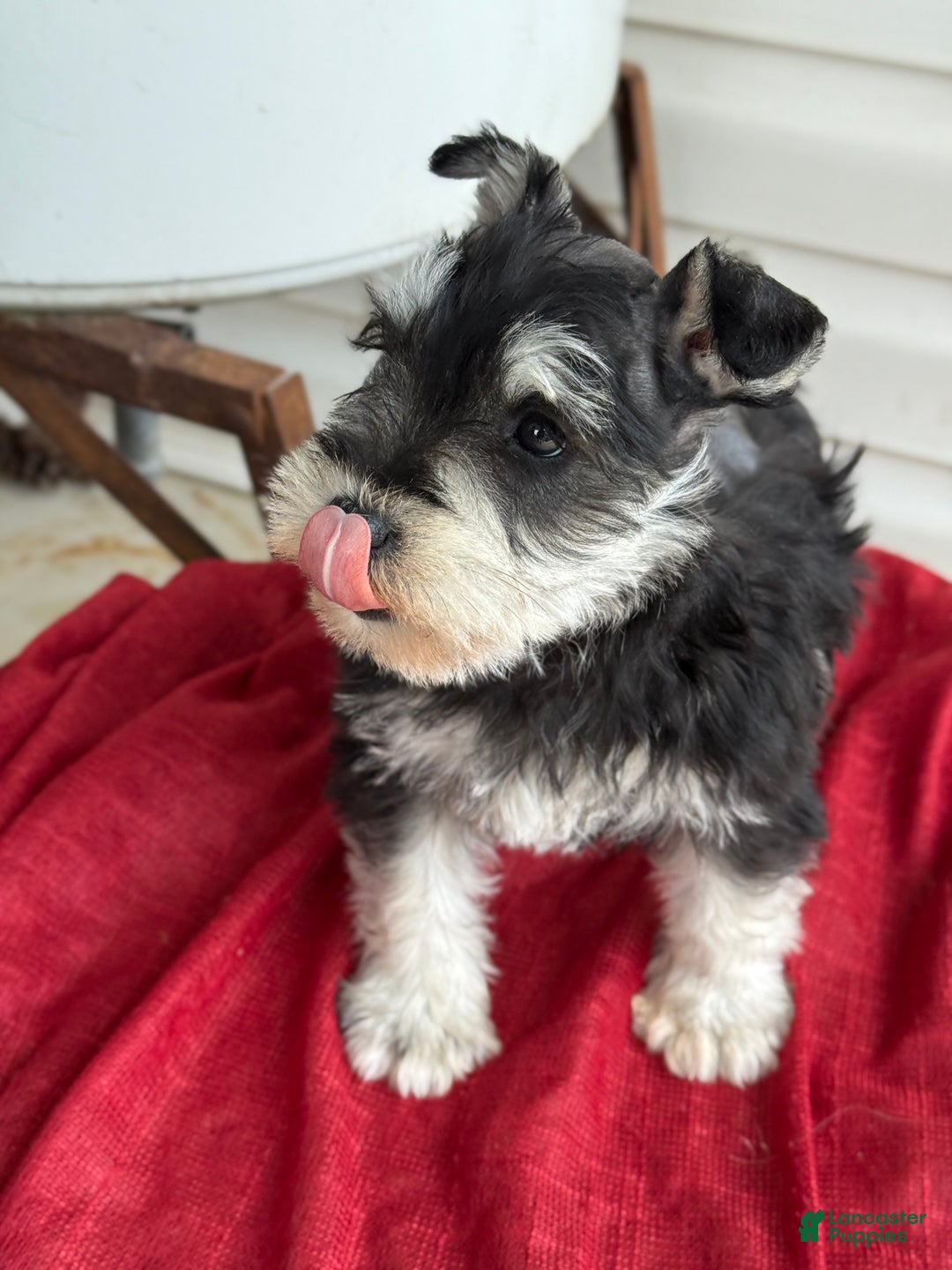Miniature Schnauzer dogs for sale: Snuggles - Ad 4