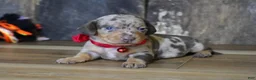 Miniature Dachshund dogs for sale: Luke - Ad 6