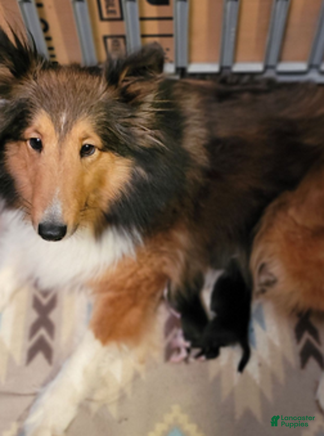 Shetland Sheepdog dogs for sale: Pixie - Ad 9