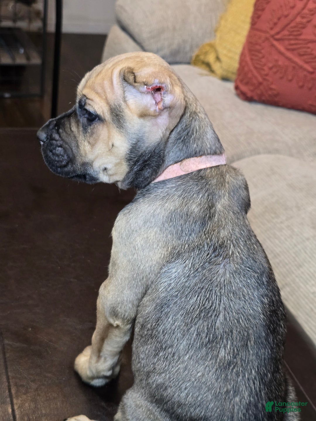 Cane Corso dogs for sale: Cane Corso Puppy 11 - Ad 11