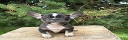 French Bulldog dogs for sale: Kitkat - Ad 6