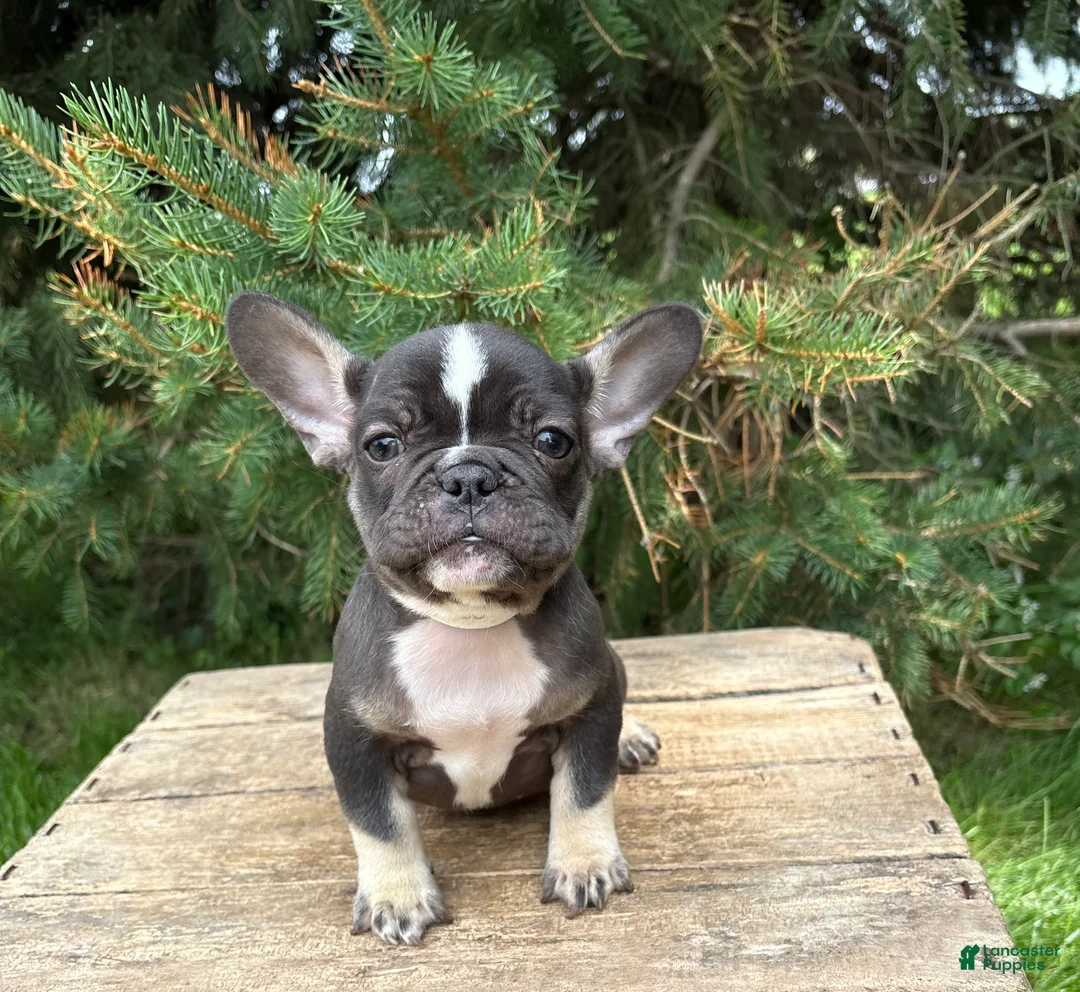 French Bulldog dogs for sale: Kitkat - Ad 6