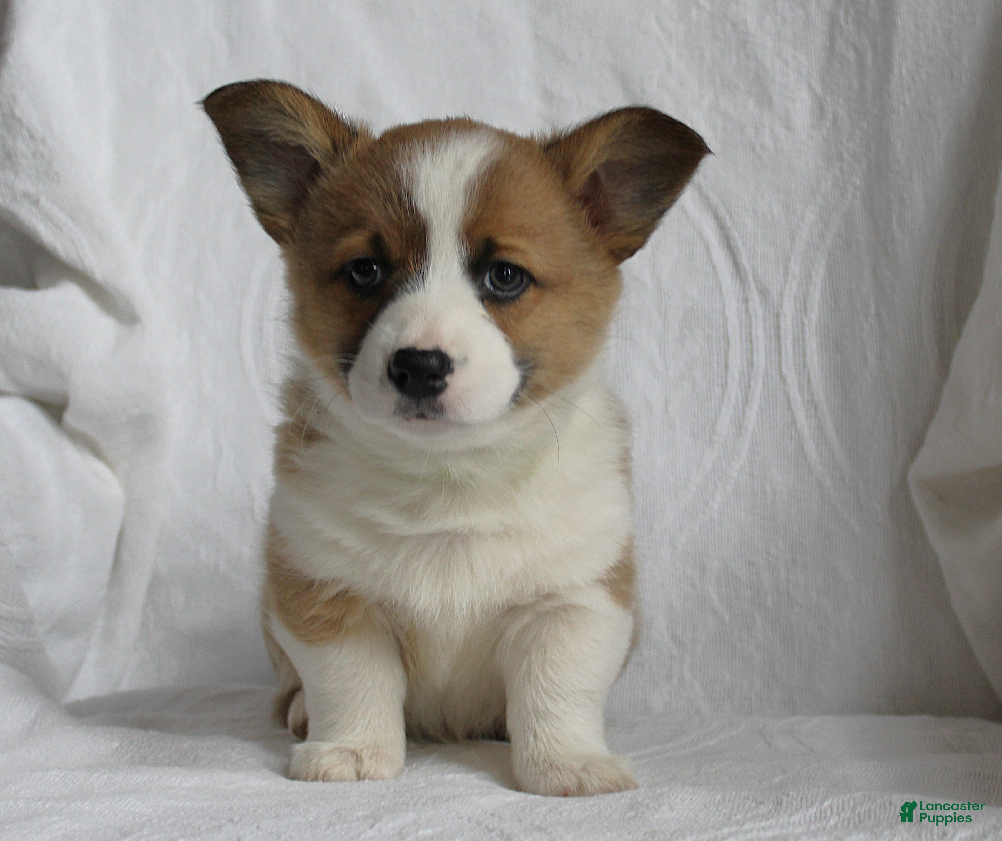 Welsh Corgi Pembroke dogs Zeb - Ad 16