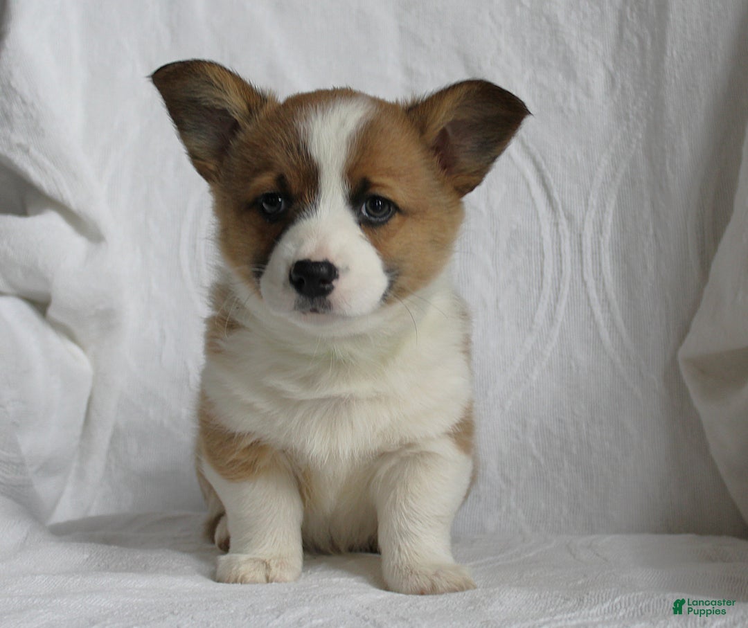 Welsh Corgi Pembroke dogs for sale: Zeb - Ad 1