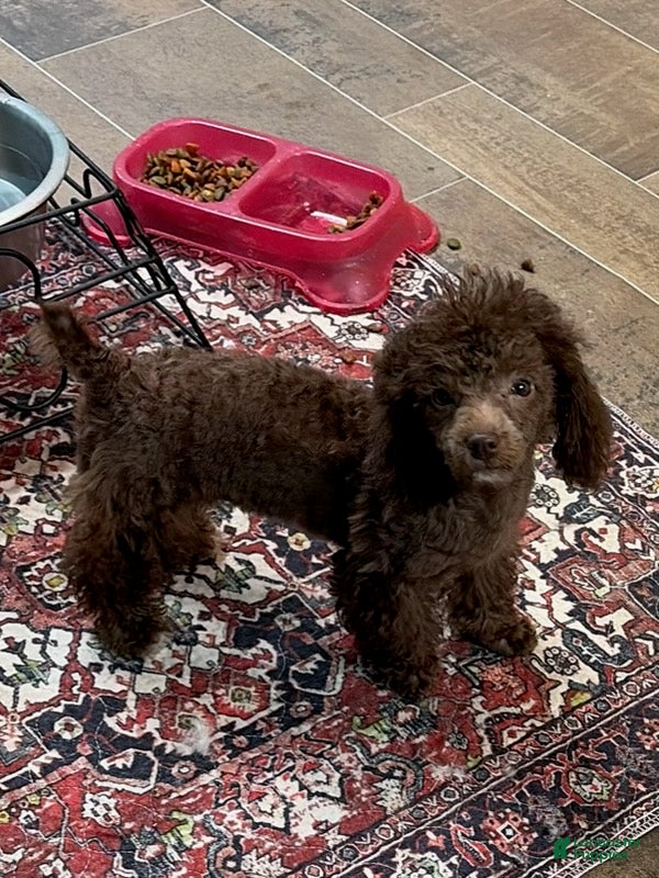 Miniature Poodle dogs Cherry - Ad 1