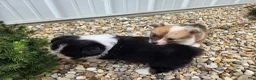 Welsh Corgi Pembroke dogs for sale: Welsh Corgi Pembroke 2 - Ad 8