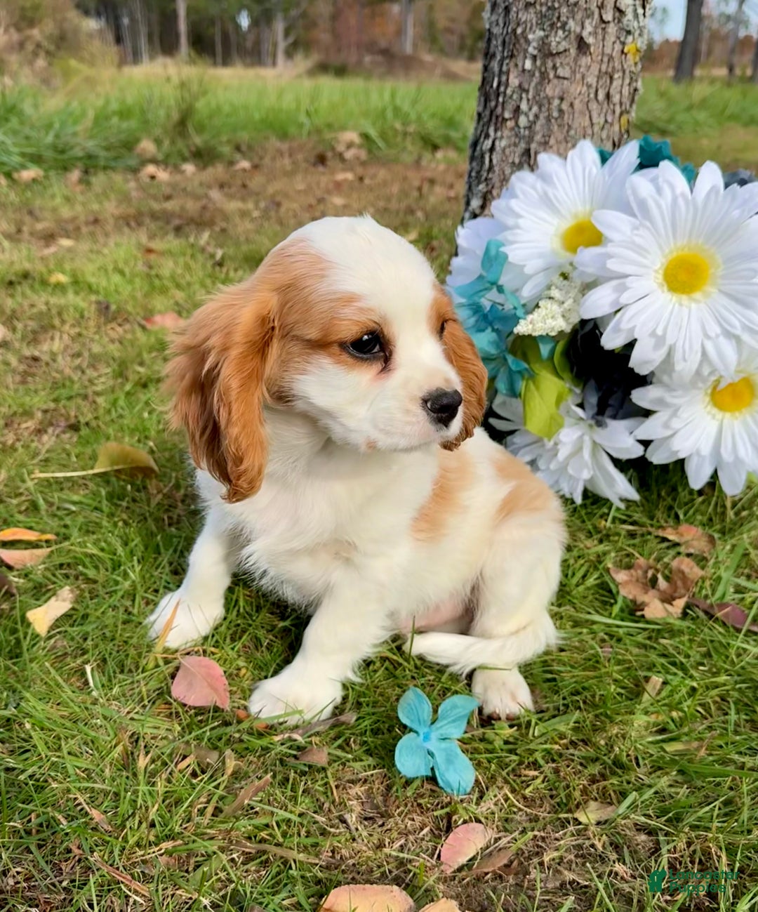 Cavalier King Charles Spaniel dogs for sale: Cavalier King Charles Spaniel Puppy 2 (Rocky) - Ad 15