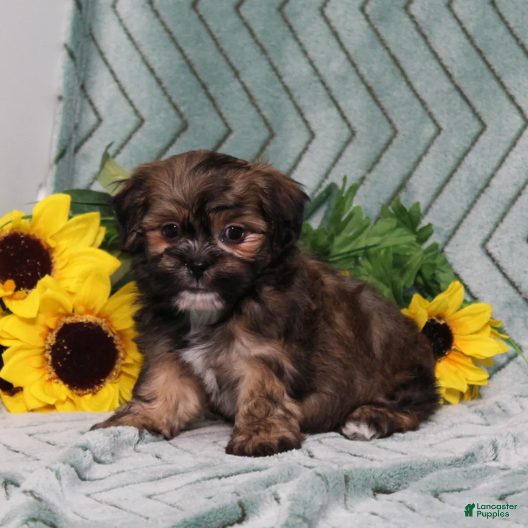 Teddy Bear dogs for sale: BJs Fritz - Ad 1