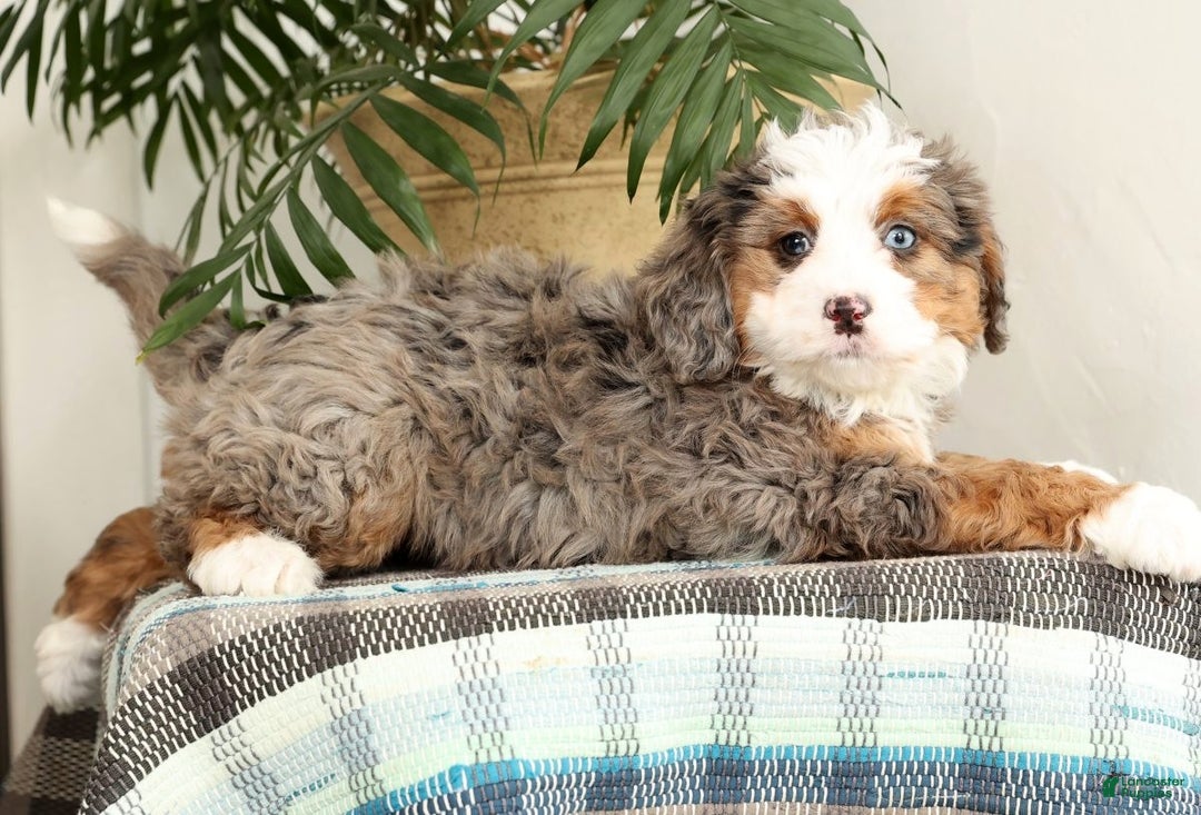 Mini Bernedoodle dogs for sale: Missy - Ad 3