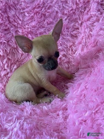 Chihuahua dogs Teacup Chihuahua 1 - Ad 2